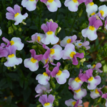 Nemesia Escential Pinkberry